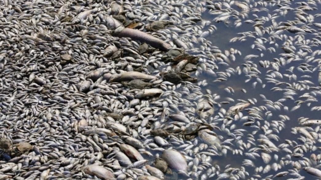 volos fish dead