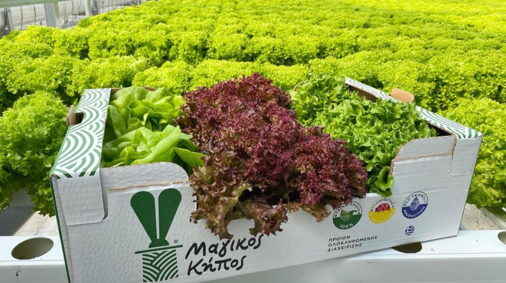 ΜΑΓΙΚΟΣ ΚΗΠΟΣ 