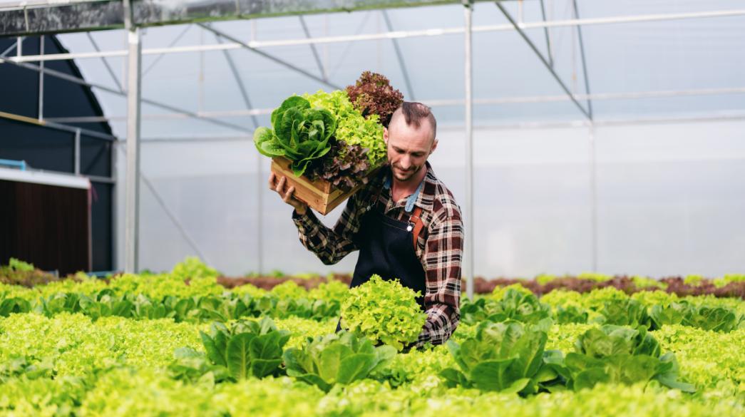 ΜΑΡΟΥΛΙΑ ΛΑΧΑΝΙΚΑ