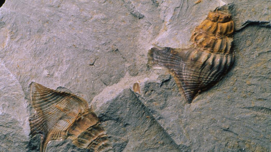 απολίθωμα απολίθωμα