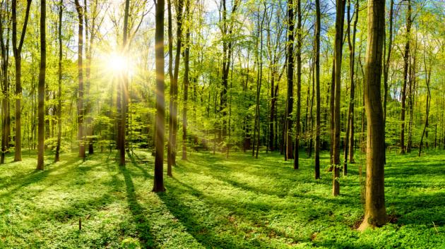 Ηλιοφώτιστο δάσος