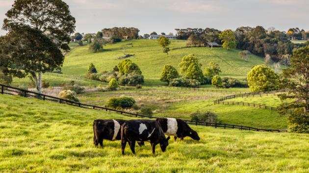 αγροτικό τοπίο βοοειδή