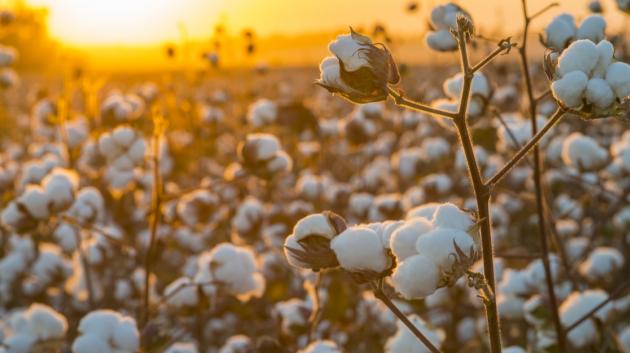 Βαμβάκι στο χωράφι