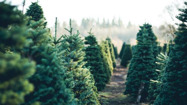 Φάρμα χριστουγεννιάτικων δέντρων