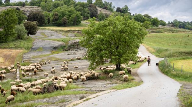 κοπάδι προβάτων υπαίθρια