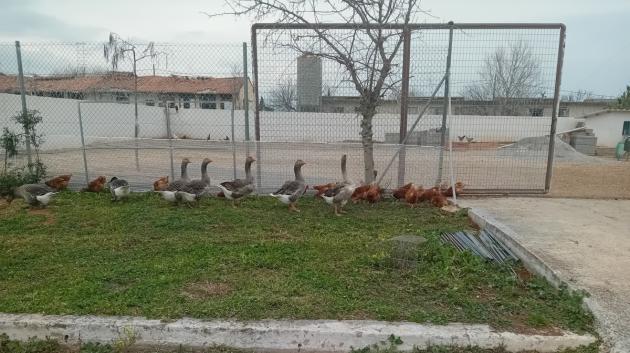Αγγελάκης Α.Ε. και Χαμόγελο του Παιδιού