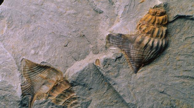 Απολίθωμα κοχύλιου βράχου