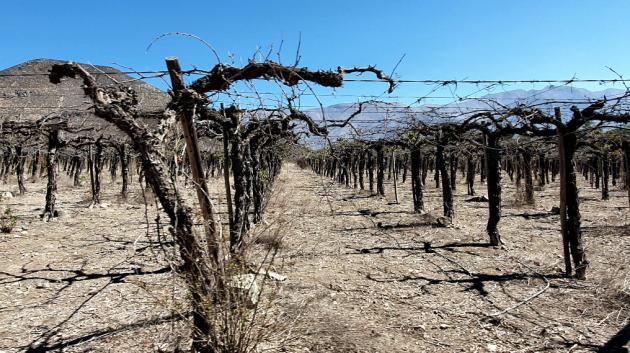 Ξηρασία σε αμπελώνα