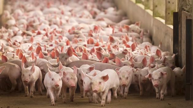 Γουρούνια σε χοιροστάσιο