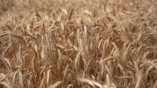 Sitari, Wheat
