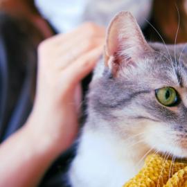 Γάτα σε αγκαλιά