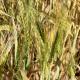 businessdaily-Athinaiki-Zythopoiia